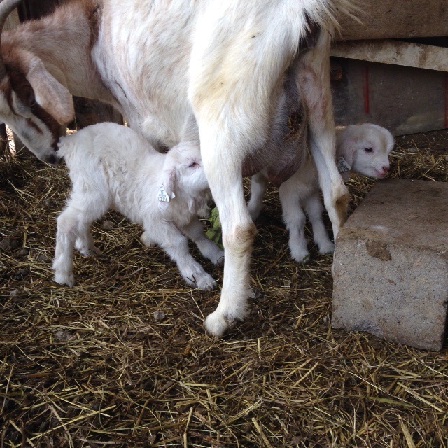 bessie and babies.jpg