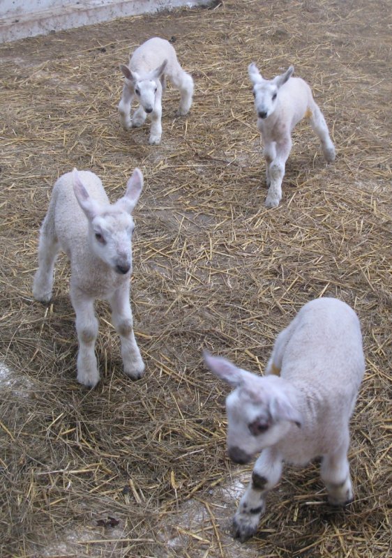 BFL lambs.jpg