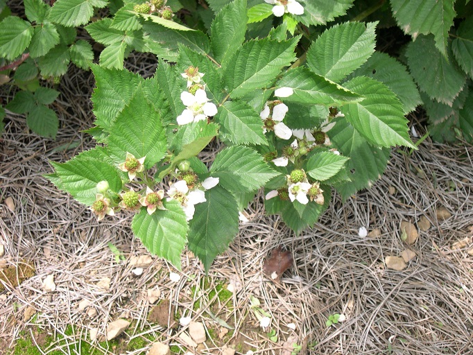 Blackberries blooming2.JPG