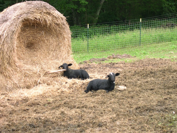 BlackLambs29May2017.JPG