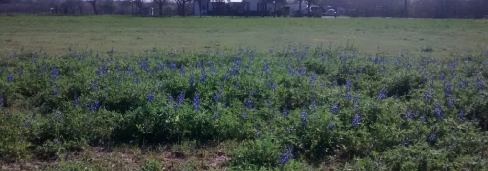 Bluebonnets March 2015.jpg