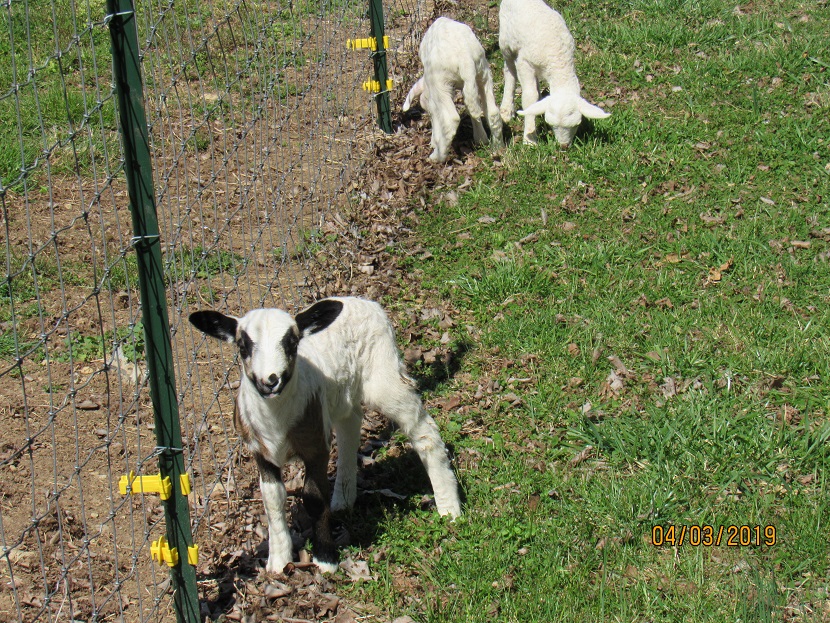 Bottle lambs 3 Apr  2019.JPG