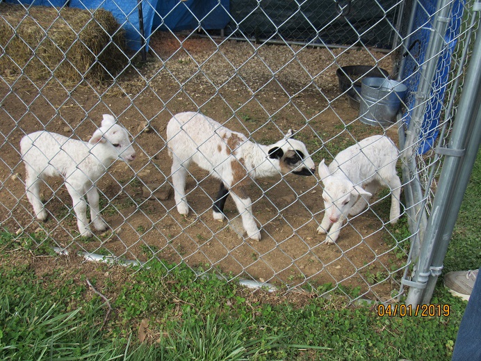 Bottle lambs2 1 Apr 2019.JPG