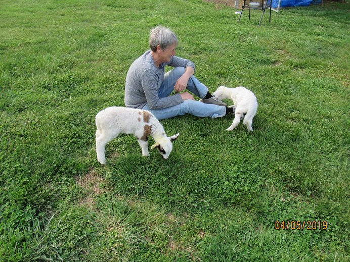 Bottle lambs2 5 Apr 2019.JPG