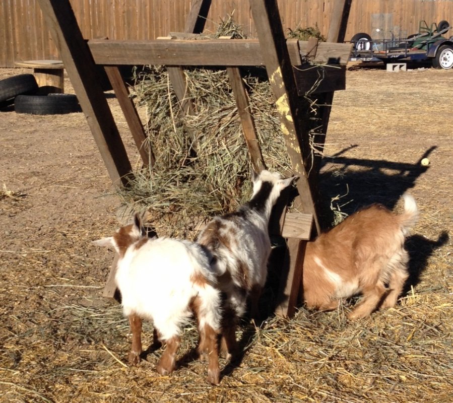 Boys eating_20Jan2014.jpg