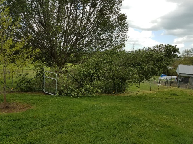 Bradford Pear tree.jpg