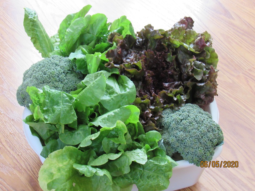 broc and lettuce 5 June 2020.JPG