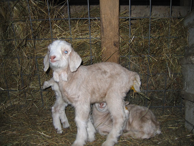 brown and white doe baby.jpg