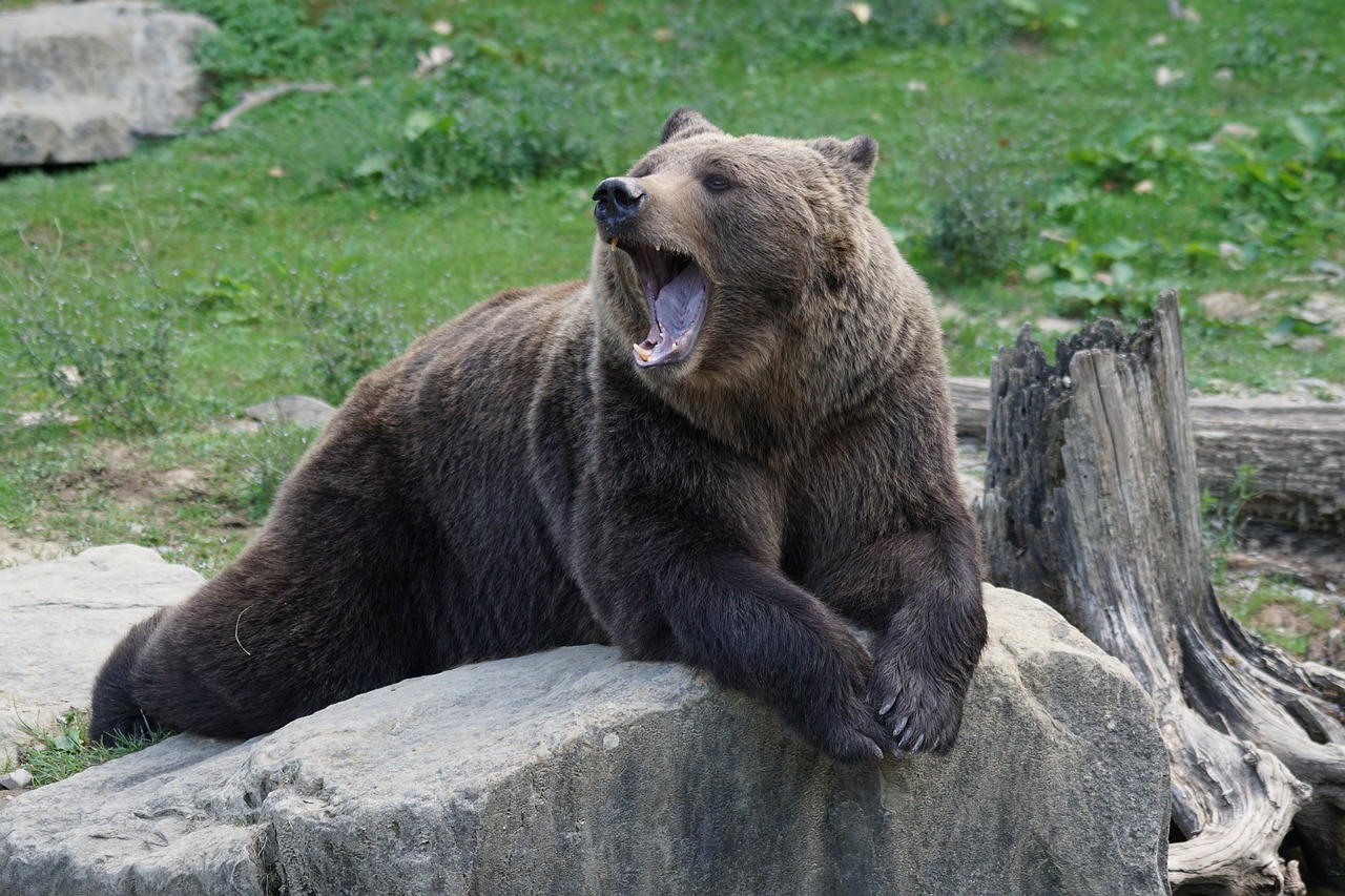 brown-bear-912444_1280.jpg