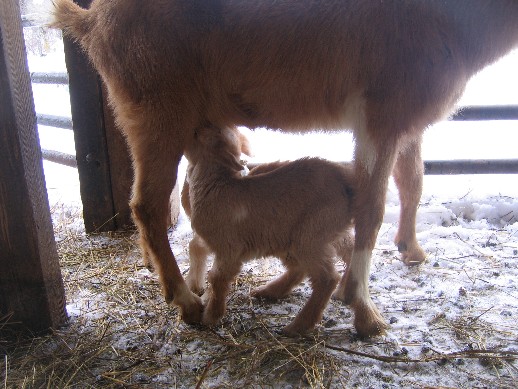 brownie and babies.jpg