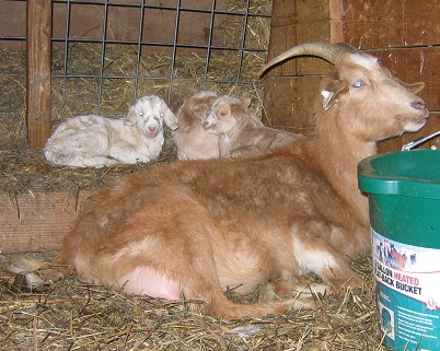 brownie and triplets.jpg