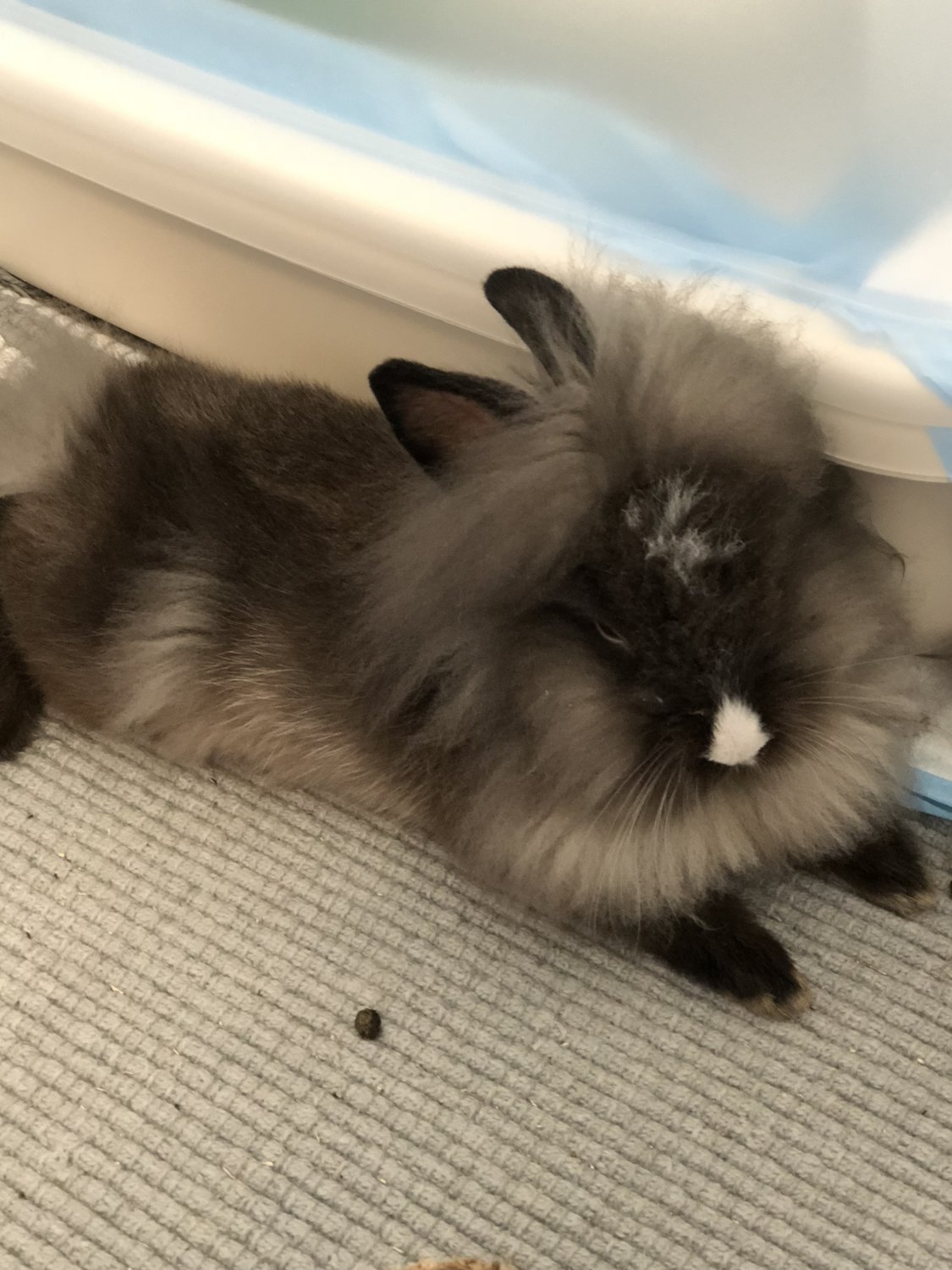 Siamese hot sale sable lionhead