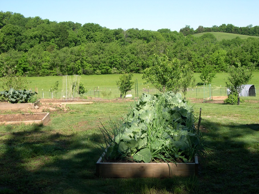 Cabbage and onions 2 May 2017.JPG