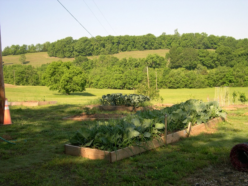 Cabbage broccoli and asparagus 10 May 2017.JPG