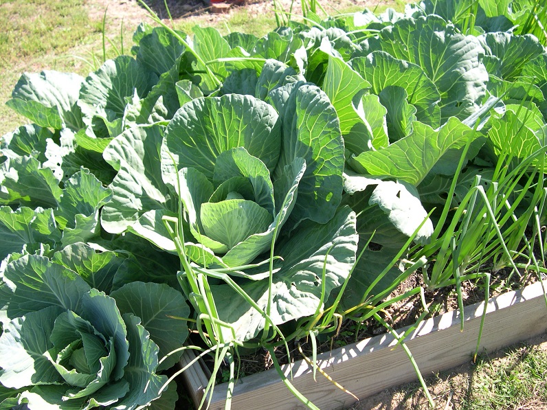 Cabbage heading 16 May 2017.JPG