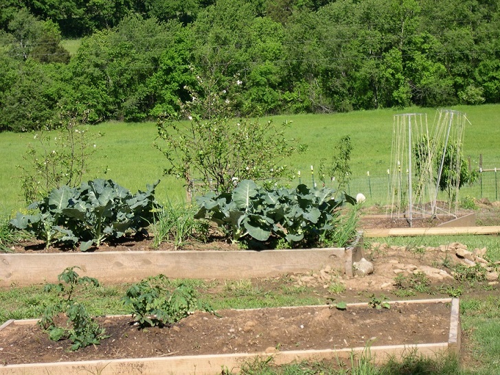 Cabbage with cherry bush flowering 2 May 2017.JPG