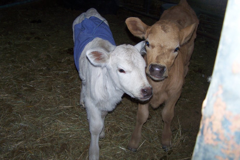 calf 004.jpg