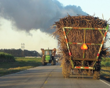 cane buggy.jpg