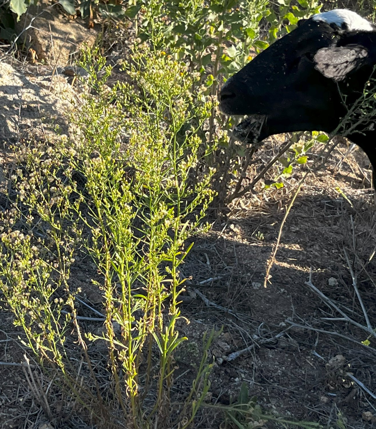 cap and horseweed.jpg