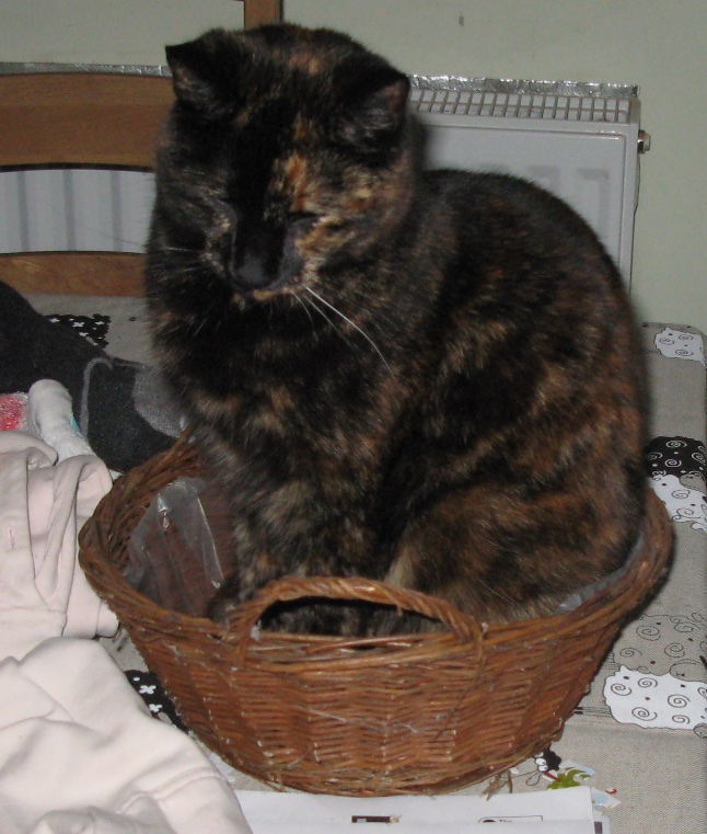 cat in basket.jpg