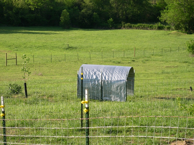 Cattle panel hoophouse.JPG