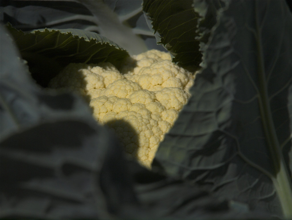 Cauliflower_X6246036_06-24-2021-001.jpg