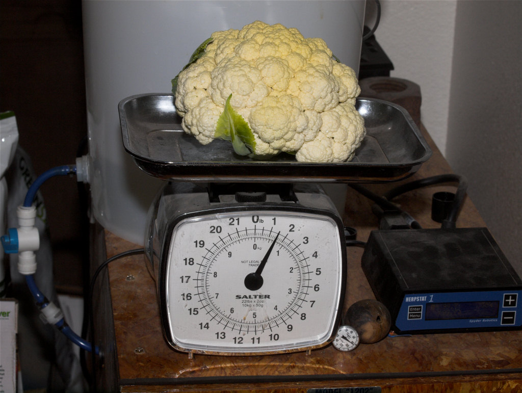 Cauliflower_X6256038_06-24-2021-001.jpg