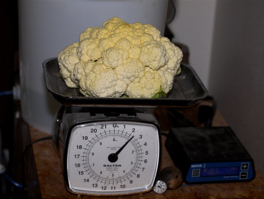 Cauliflower_X7016106_07-01-2021-001.jpg