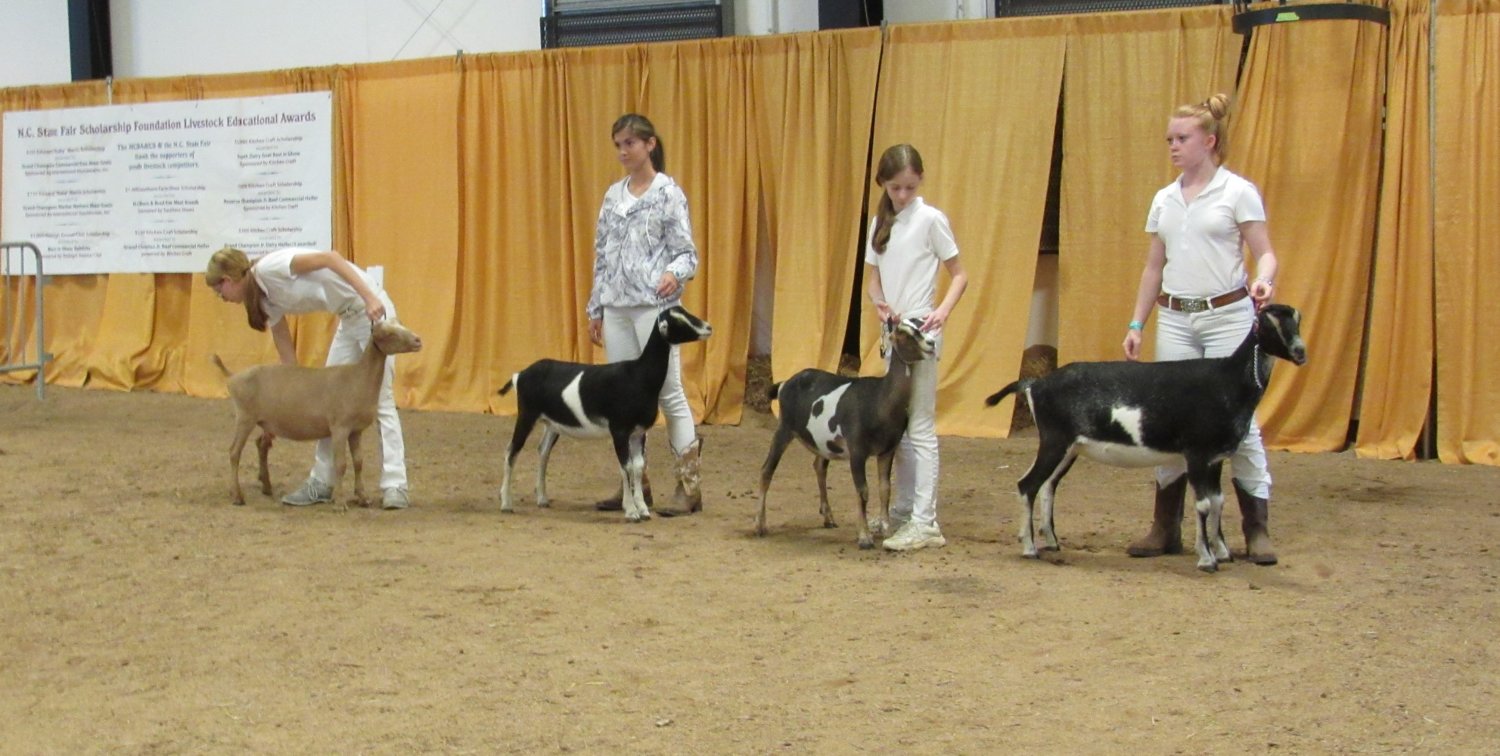 Champion Line up Jr Lamanchas YS Allure & Poppy  Allure GCH.JPG