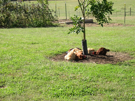 Chicken dust bath.JPG