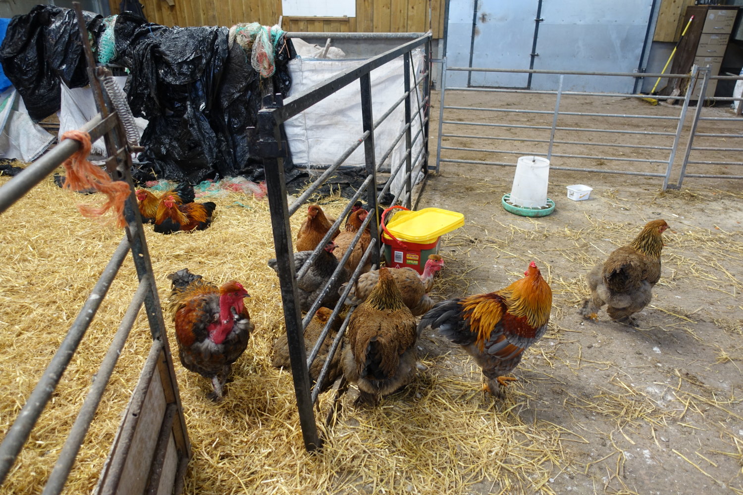 Chickens in shed.jpg