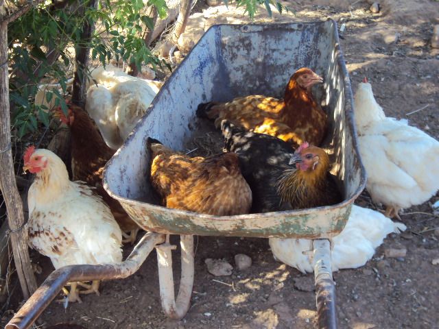 chickens wheelbarrow.jpg