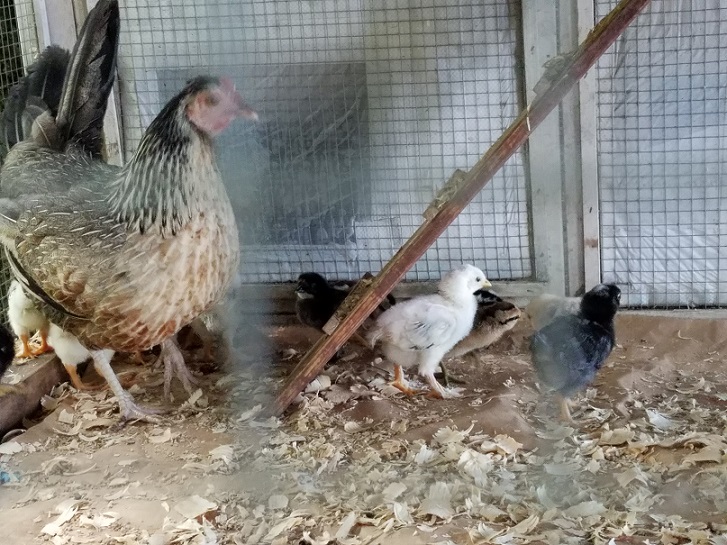 chicks 2 July 2020.jpg