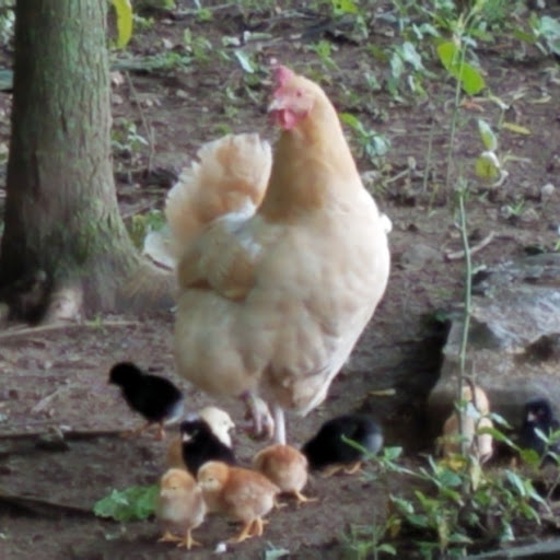 Chicks 4 days old 24 June 2019.jpg