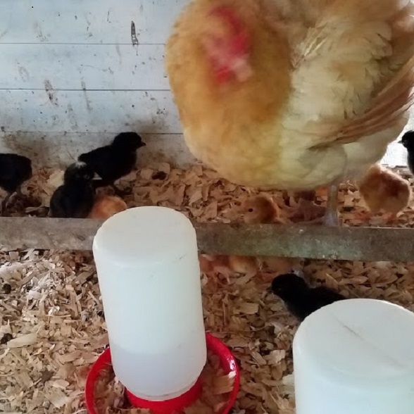 Chicks hatched 21 June 2019.jpg