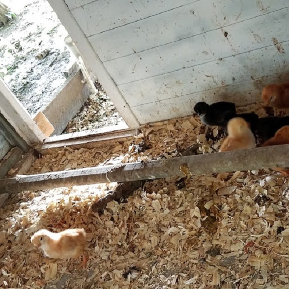 Chicks hatched2 21 June 2019.jpg