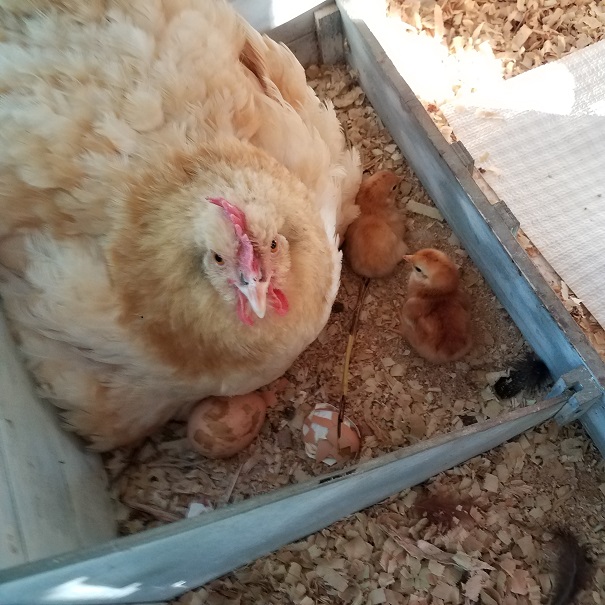 Chicks Hatching 4 Sep 2018.jpg