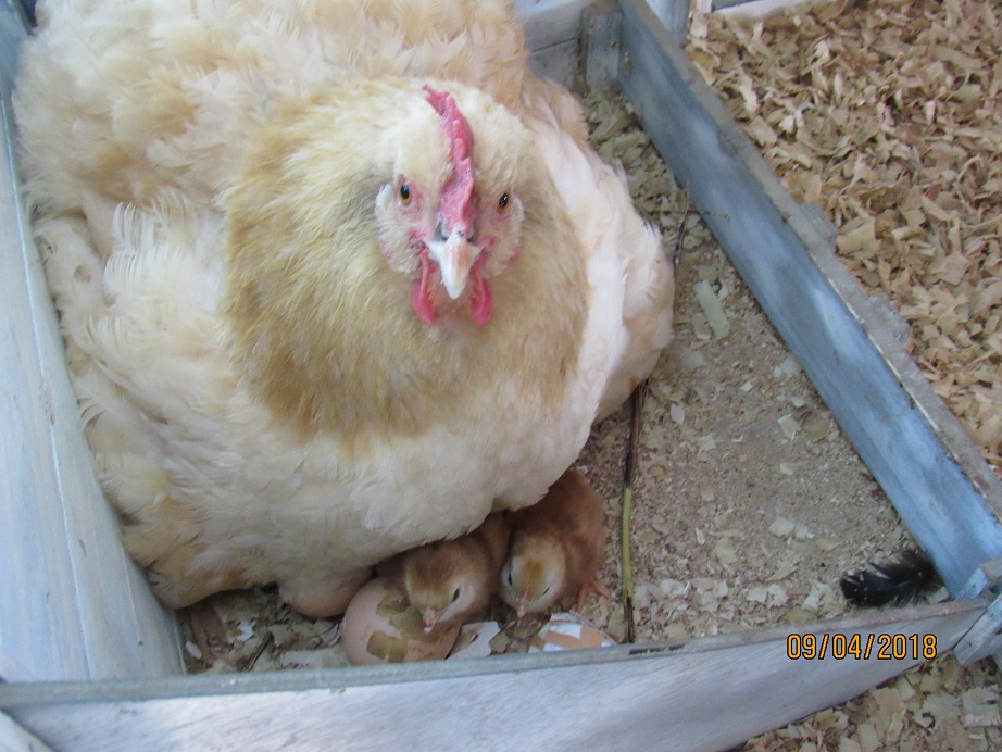 Chicks hatching2 4 Sep 2018.JPG