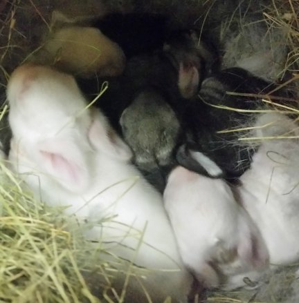 Chinzillas kits-1 week old-1-5-2016.jpg