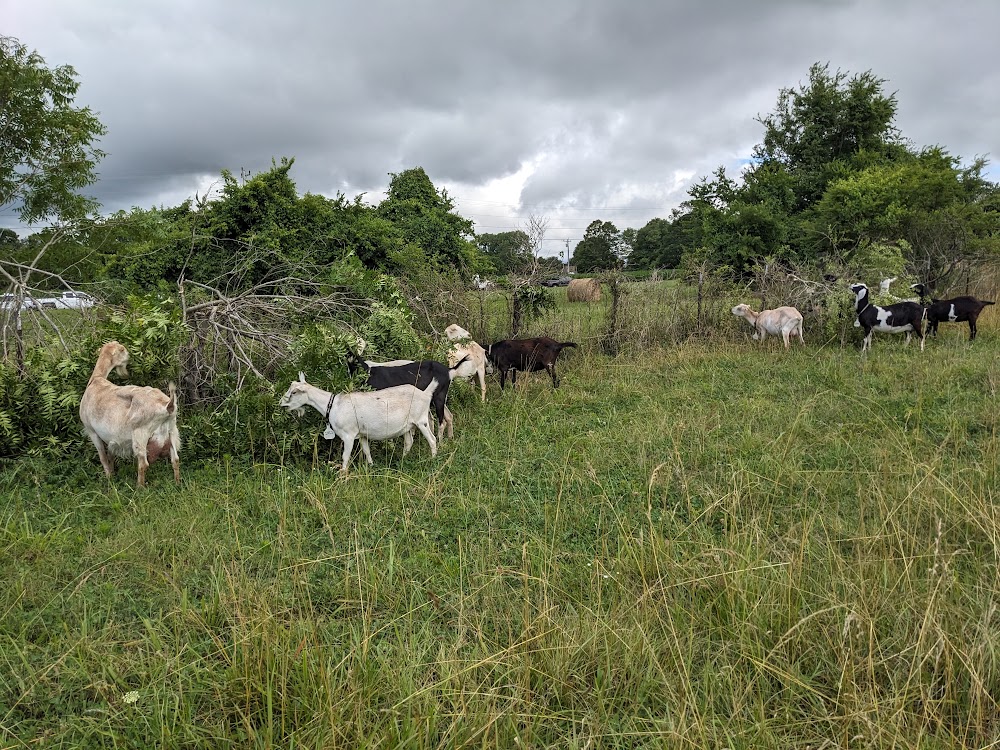 clearing fence 06 18 23.jpg