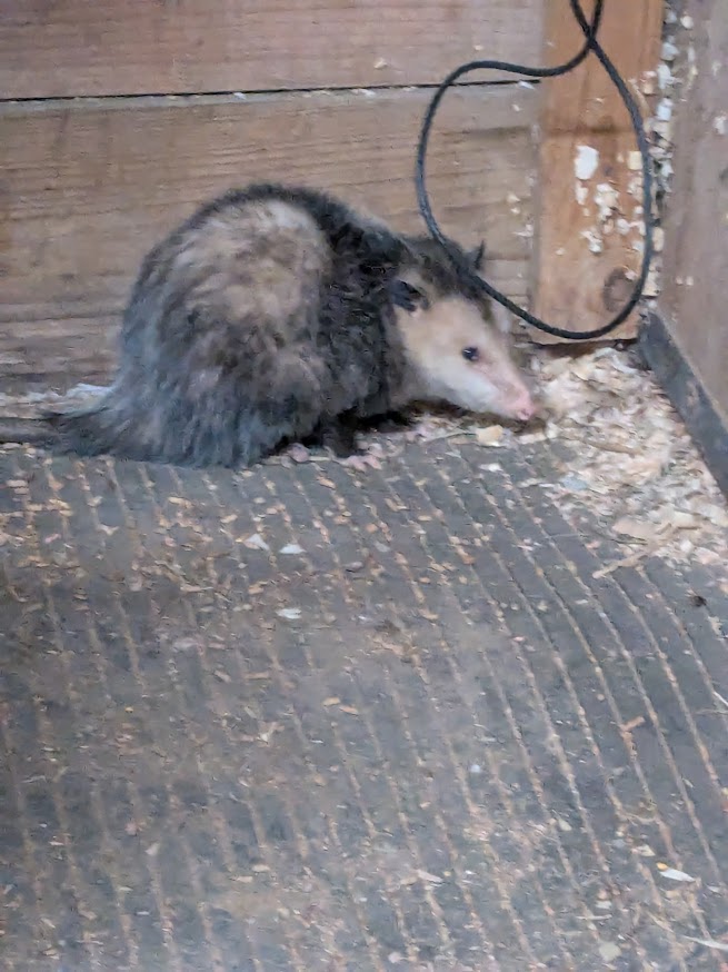 closer milk room possum.jpg