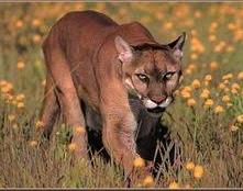 cougar.jpg