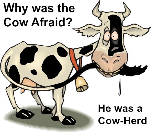 cow-jokes.jpg