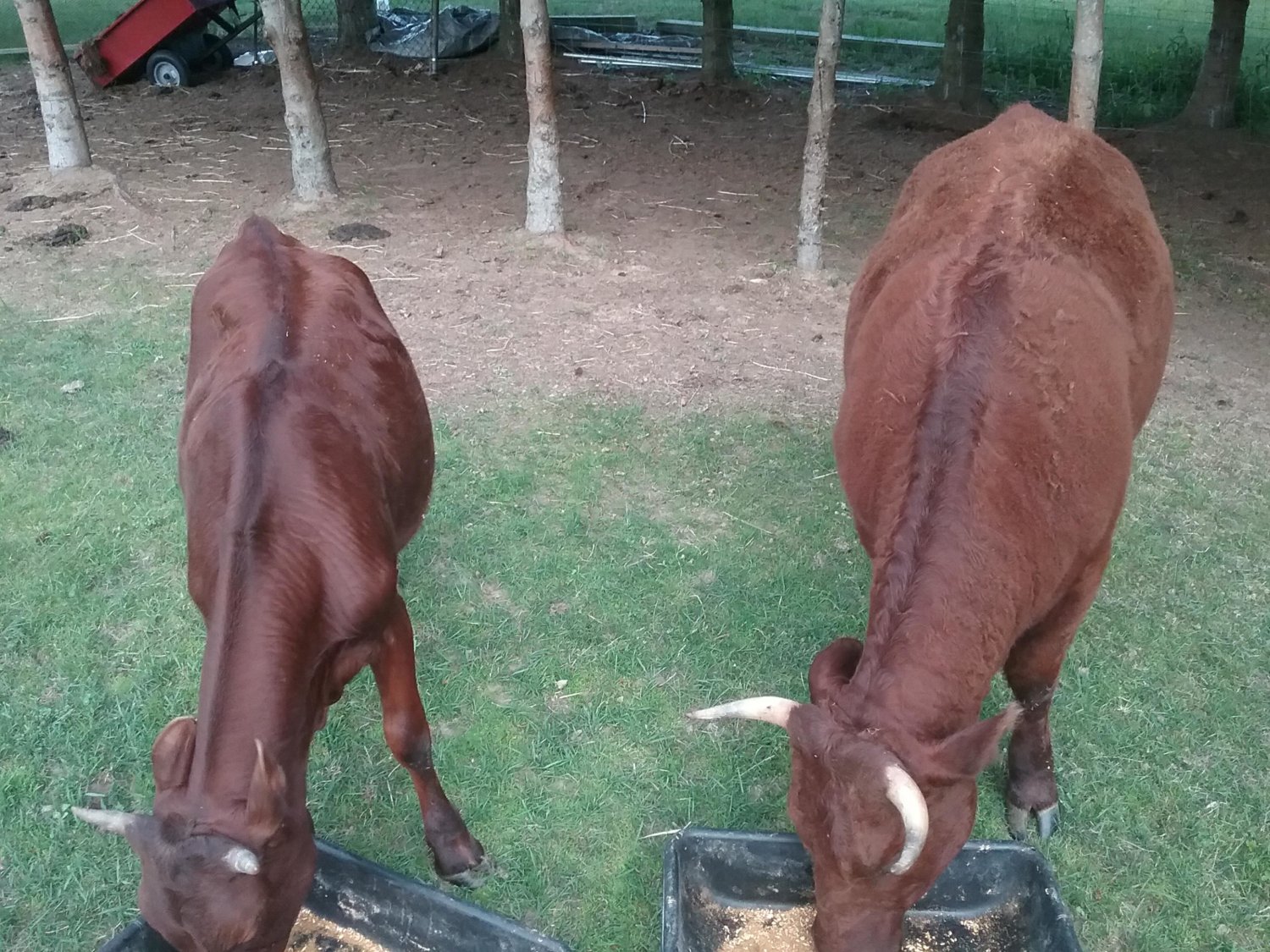 Cows 06012018.jpg