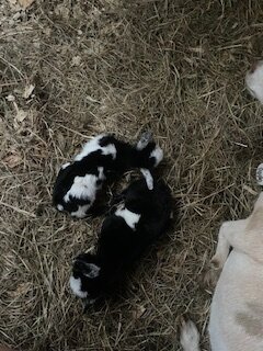 Crab Apples Babies 2.jpg