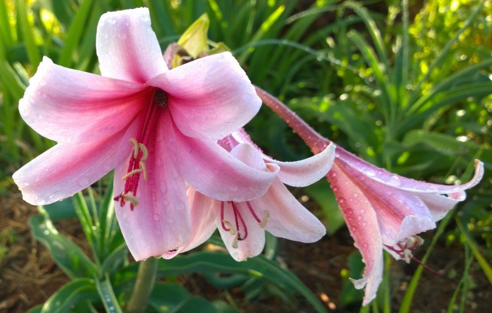 Crinum bulbispermum2.jpg