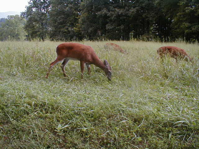 deer herd closeup Nov 2014.jpg