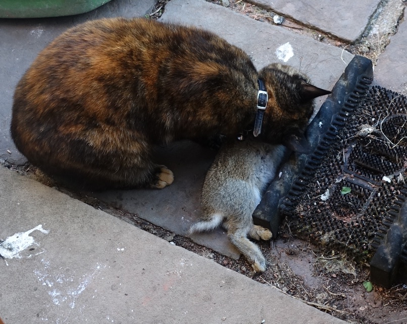 diva eating rabbit.jpg