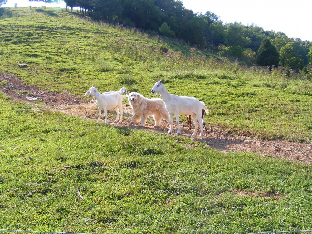 Dog and goats 002.JPG