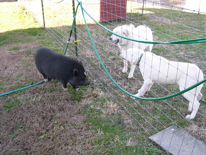 Dogs meet pig2.JPG